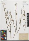 Foto von Salix purpurea L.